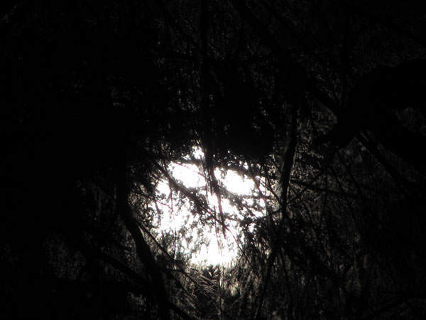 moon trees